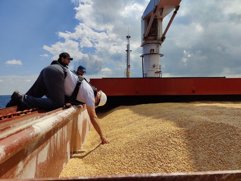 Inspector leaning over the side of grain storage on ship and touching the yellow grain.