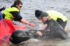 Rescuers release a stranded pilot whale back in the ocean at Macquarie Heads, on the west coast of Tasmania on September 22, 2022 [Glenn Nicholls/AFP]
