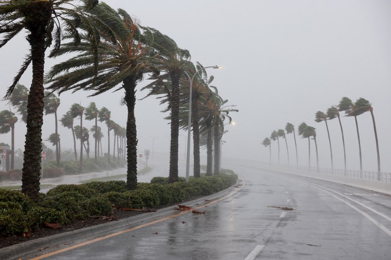 Palm trees on the side of the road bent over by the wind in Sarasota, Florida.
