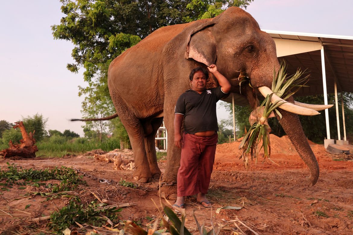 Thailand elephants