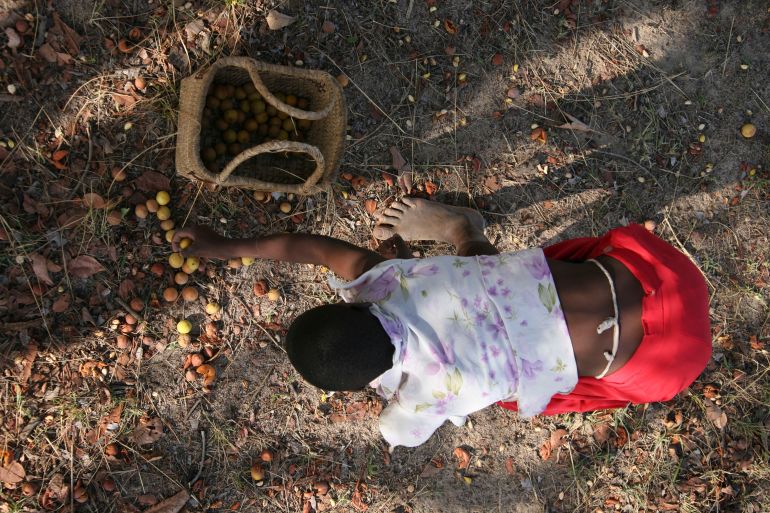 A young girl picks up wild fruits that fell from a tree in Murehwa, Zimbabwe