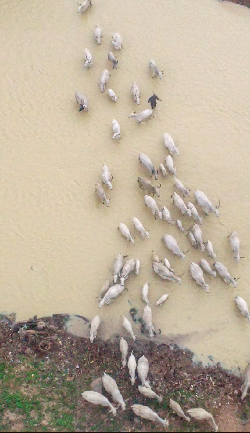 Cows crossing a polluted section of the Osun river in southwest Nigeria