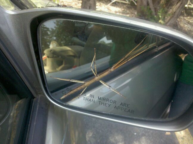 A photo of a stick bug on a car mirror.