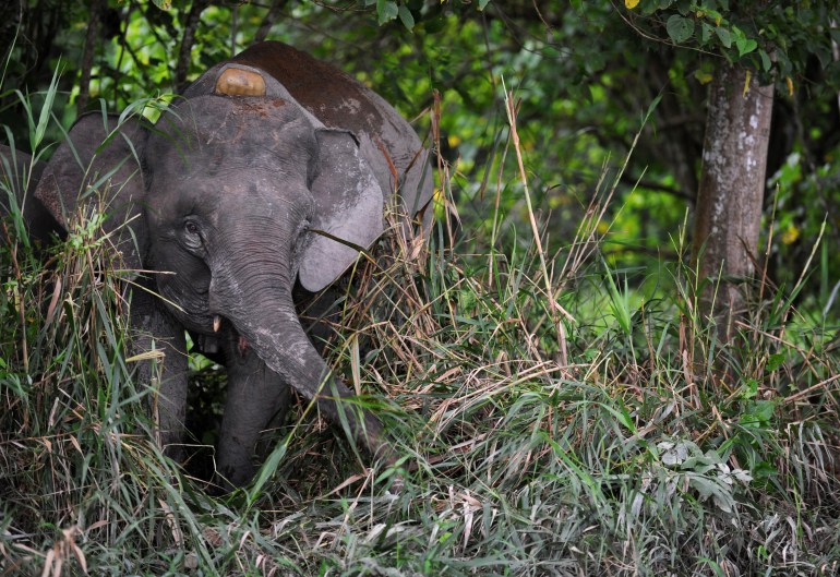 A pygmy elephant in the undergrowth beside the Kinabatangan River in Sabah on the Malaysian state of Borneo