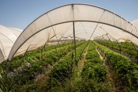 A strawberry greenhouse in Spain's Huelva