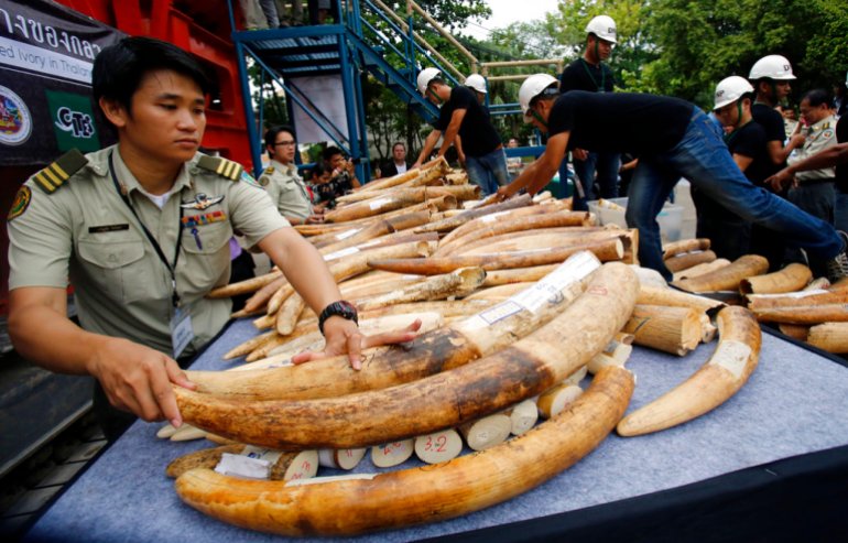 Officials in Thailand arrange seized elephant tusks to be displayed before destruction in Bangkok, Thailand, in 2015 [File: Sakchai Lalit/AP]