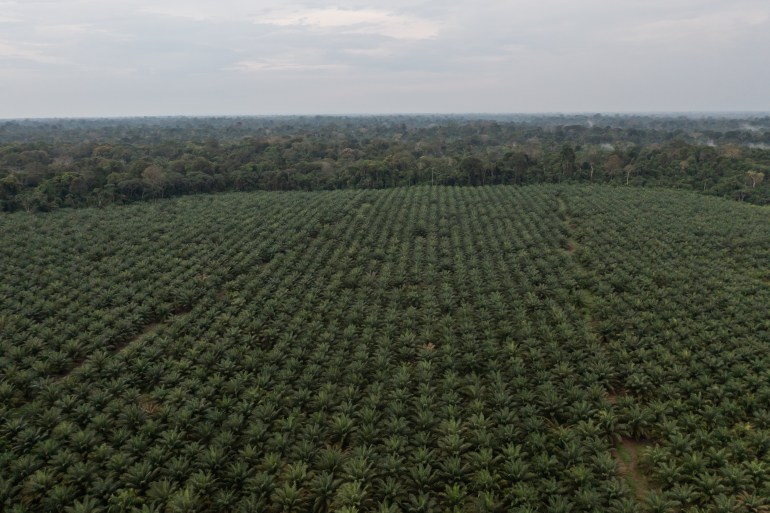 Palm oil plantations along the BR-174 Highway in south Roraima