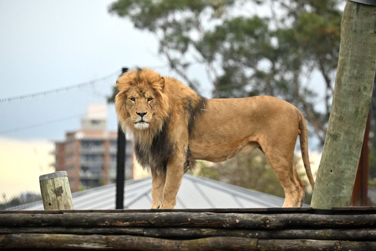 Ato, the male lion, standing on a wooden platform in his enclosure with city homes behind