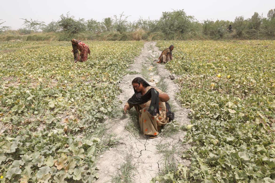 Biban, a pregnant farmer, clears unwanted grass at a muskmelon farm