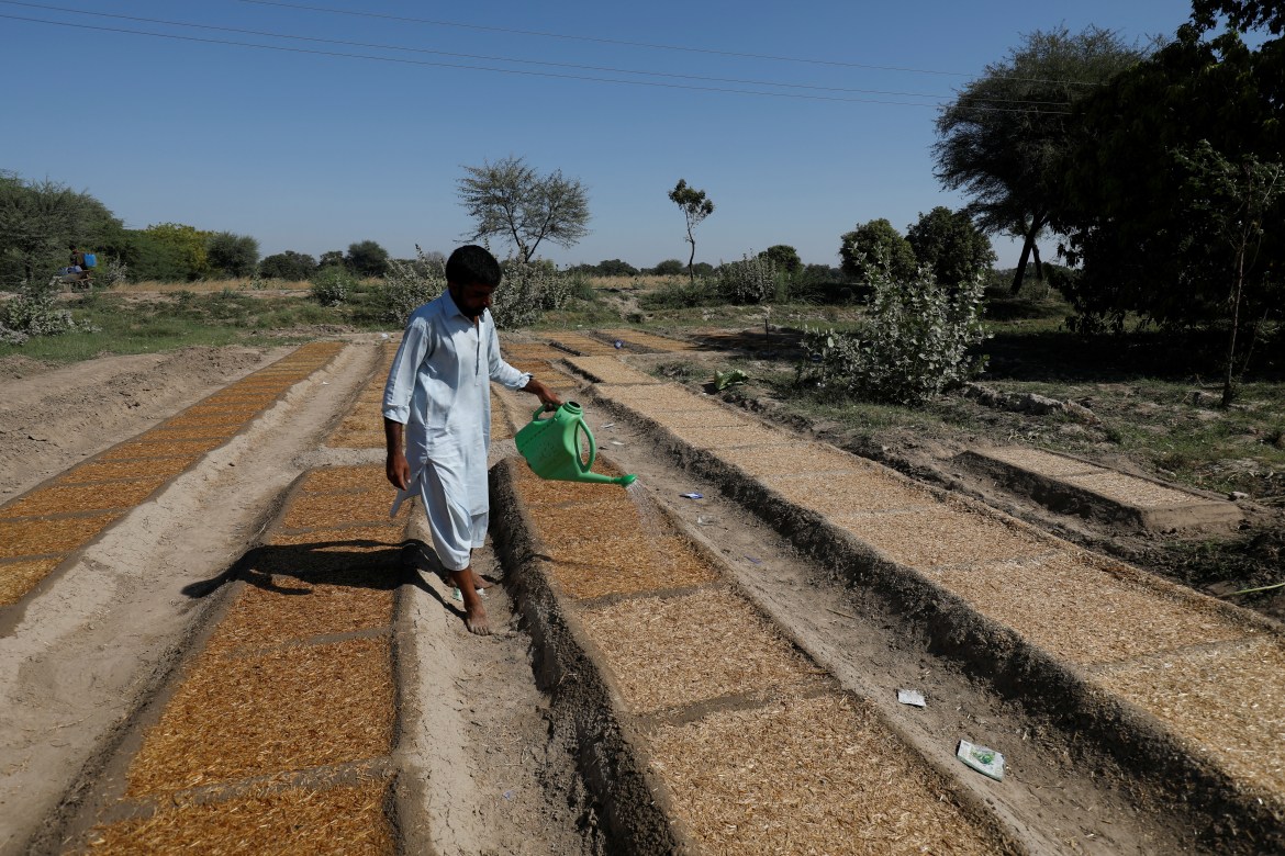 Pakistani farmers fight a losing battle to save chili crop