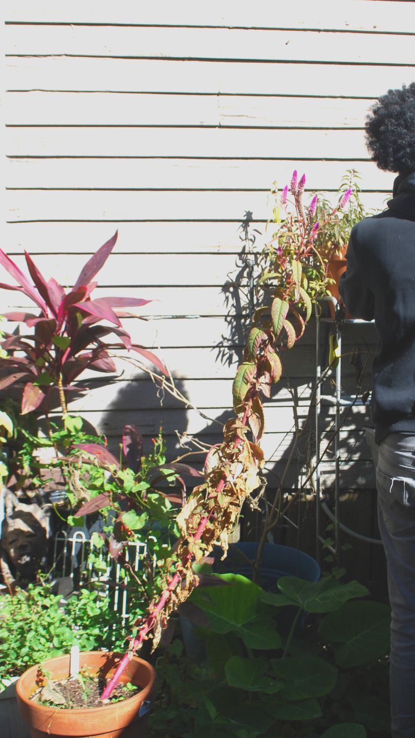 A photo of Aman plucking dead leaves off a hot pepper plant in Amber's backyard.