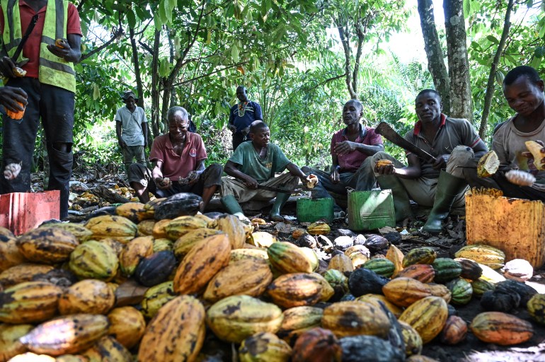 Cocoa farmers in Ivory Coast