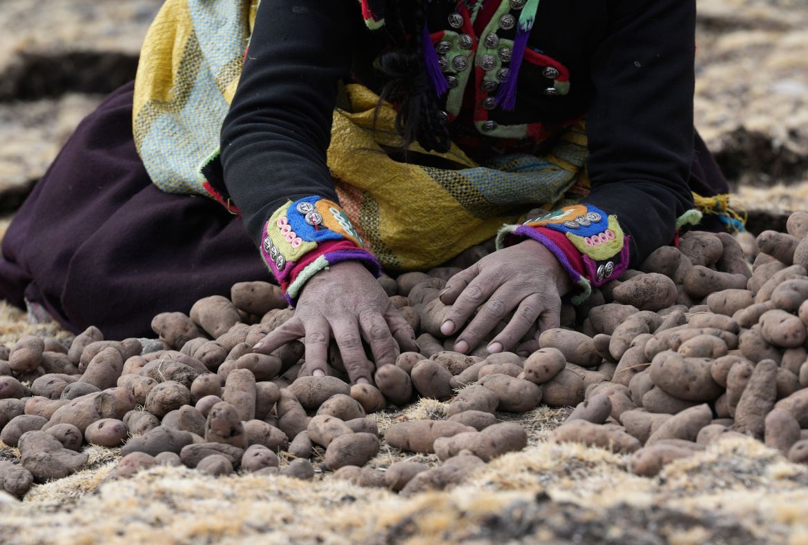 A woman collects potatoes
