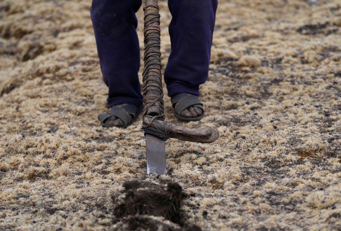 A man turns over the soil for planting potatoes