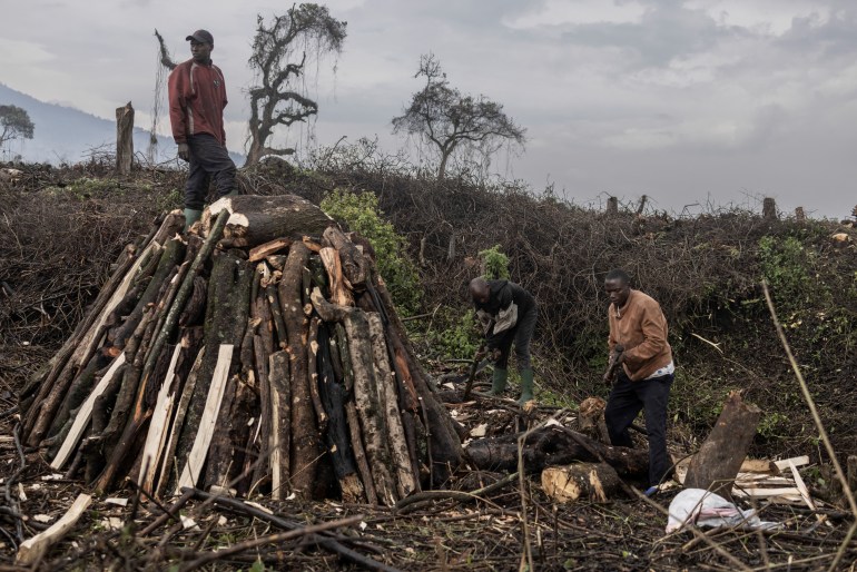 DR Congo deforestation 
