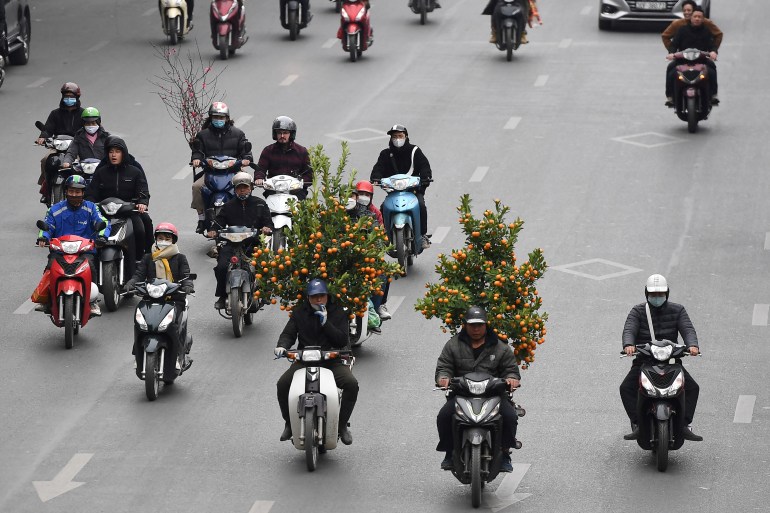 Vietnamese on mopeds on a Hanoi street. Two of them have large kumquat trees attached to the back 