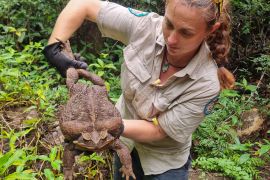 A park ranger holds the giant cane toad discovered in Conway National Park in Australia's state of Queensland in this photo received on January 20, 2023 [Queensland Department of Environment and Science/AFP]
