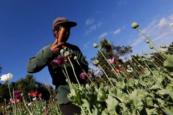 A man harvests opium