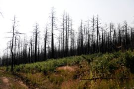Partially burned and standing trees called snags loom over a site where researchers from the John T Harrington Forestry Research Center are conducting reforestation experiments at Deer Lake Mesa in Cimarron, New Mexico on August 17, 2021 [File: Reuters/Adria Malcolm]