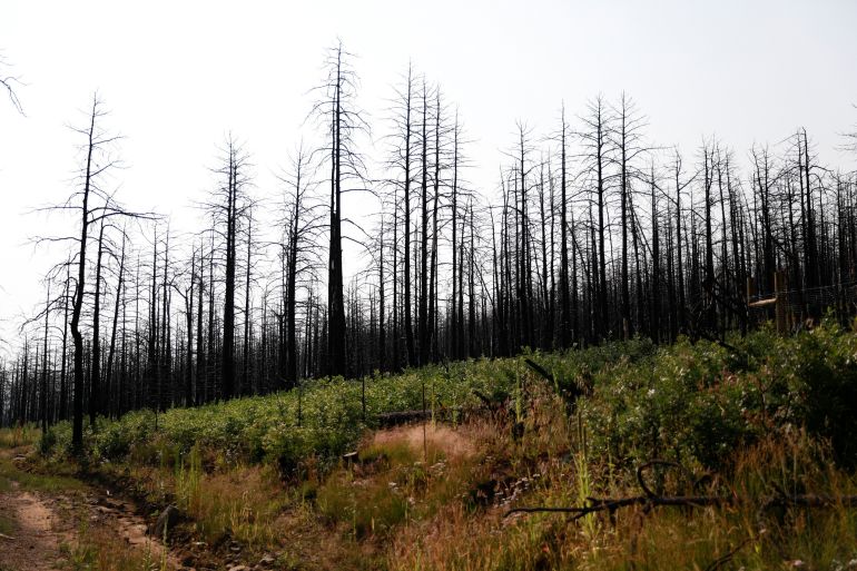 Partially burned and standing trees called snags loom over a site where researchers from the John T. Harrington Forestry Research Center are conducting reforestation experiments at Deer Lake Mesa in Cimarron, New Mexico, U.S., August 17, 2021. Picture taken August 17, 2021. REUTERS/Adria Malcolm