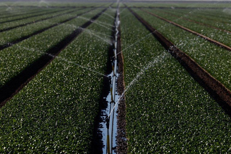 A field of spinach irrigated with Colorado River water in Imperial Valley, California