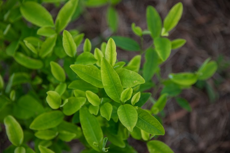 A close-up of a coca leaf.