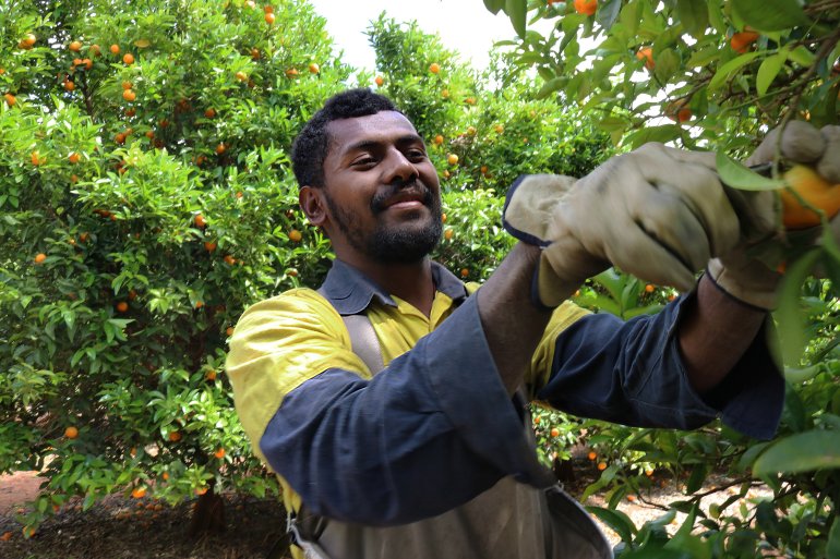 A worker trims a fruit tree.