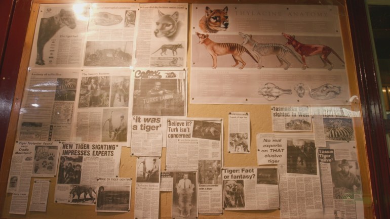 A photo of a board with newspaper clippings of Tasmanian Tigers in the news.