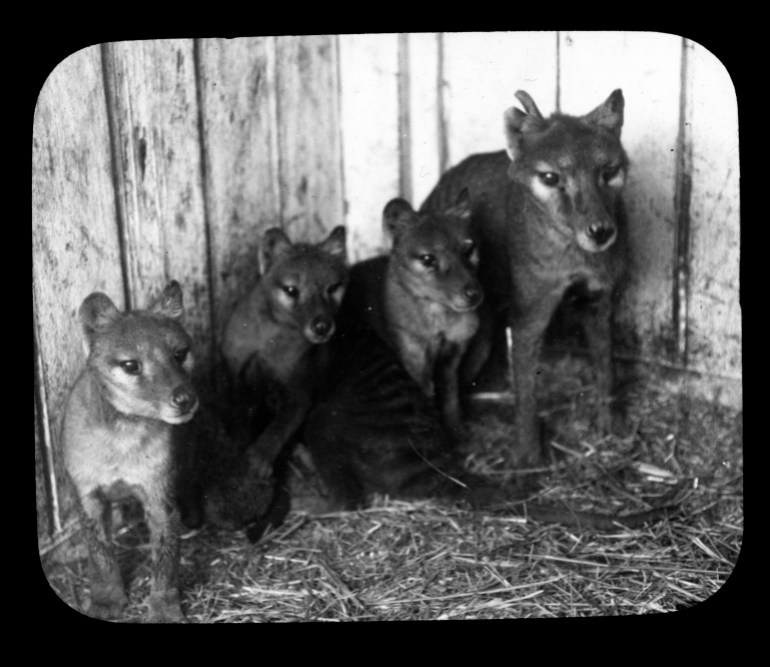 An old photo of four thylacines standing and sitting next to each other.