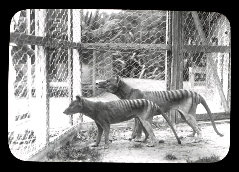 A photo of two thylacines standing next to each other in a cage in a zoo.