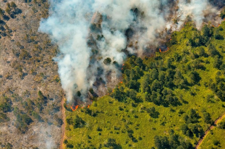 Aerial view shows lush green forest on one side, plumes of smoke rising in the middle and a burnt-out brown of the remains of forest on the other side of the smoke.