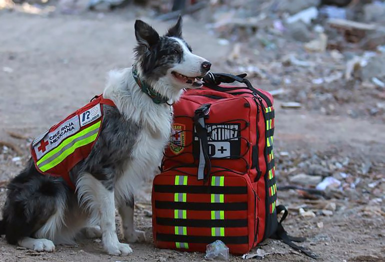 picture showing quake rescue dog "Balam"