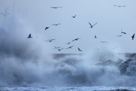 Gulls fly above breaking Pacific Ocean waves