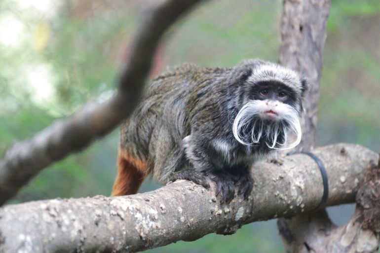 An emperor tamarin monkey perched on a branch