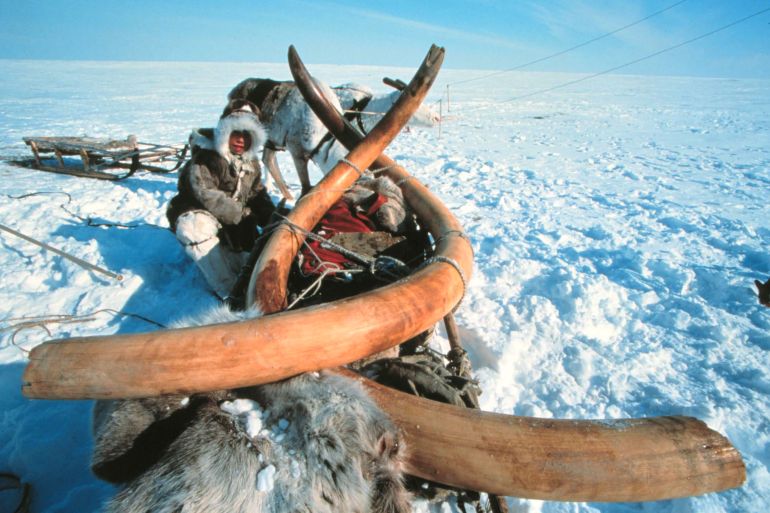 Undated photo shows remains of a woolly mammoth, virtually intact and still frozen. Scientists said October 20 that they had dug up the entire 23,000-year old woolly mammoth with tusks from the Siberian permafrost and transported it intact and still frozen.