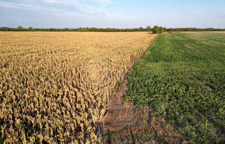 The picture is almost evenly split with yellowed corn crops colouring in the left half and meet a slightly leaning line of green cotton crops on the right-hand side. 