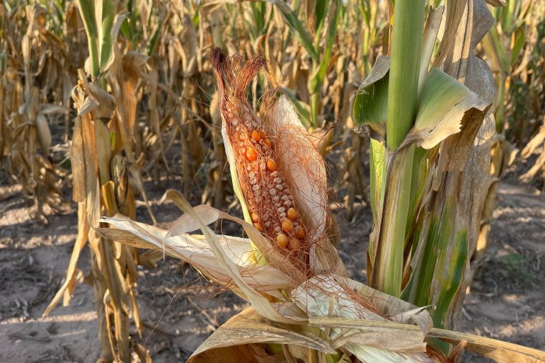A dry ear of corn in a field. It's nearly orange.