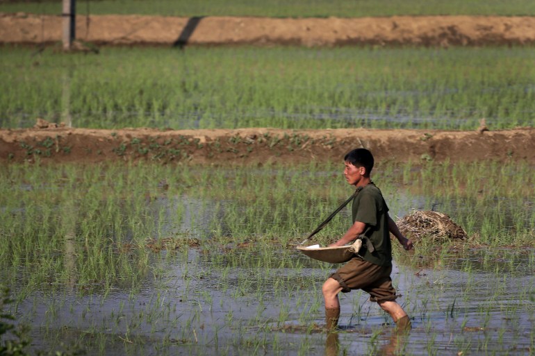 Farmer is wearing a green shirt and khaki pants he has rolled up because he is trudging through nearly knee-deep in water. Little green sprouts are coming out in rows in the field around him. He has his hand in a large wooden plate which he holds the fertiliser in, which is held by a strap around his neck. He is sprinkling it with his right hand into the water of the field.