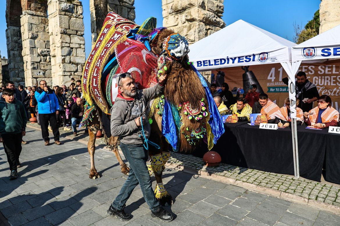 An owner presents his camel during the Camel Beauty Contest at the Selcuk Camel Wrestling Festival