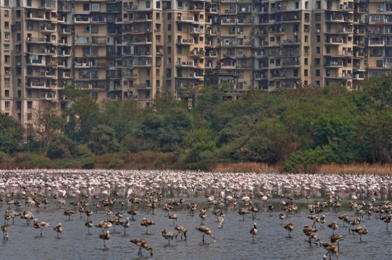Flamingoes and other birds roost and feed near the site where Mumbai's second airport is under construction. A multi-storeyed residential building can be seen in the background.