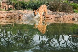 A tiger gets into water inside an enclosure at a zoo, after it reopened for the first time after the coronavirus disease (COVID-19) outbreak, in Mumbai, India