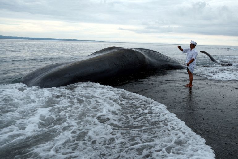A Balinese man standing next to the carcass of a dead sperm whale. The whale is beached with waves coming in around it. The man is standing on the sand taking a photo.