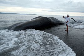 A Balinese man standing next to the carcass of a dead sperm whale. The whale is beached with waves coming in around it. The man is standing on the sand taking a photo.