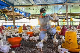 A government worker examines chicks for signs of bird flu infection.