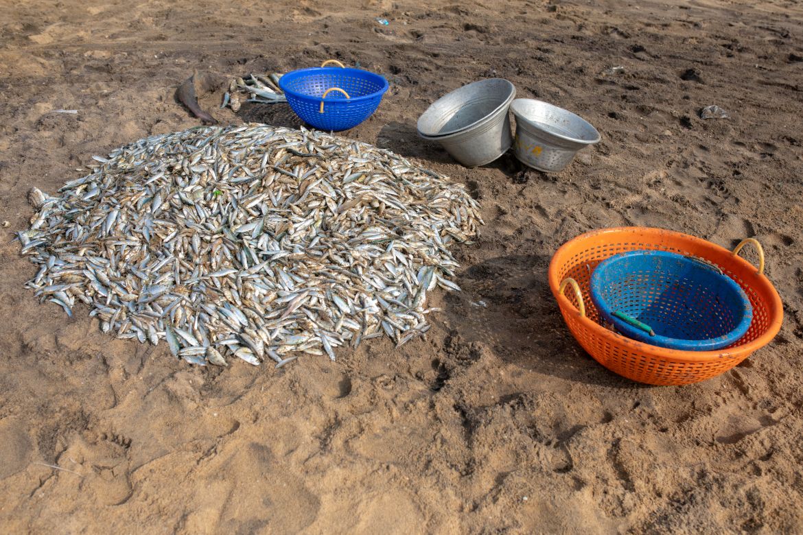 A photo of a pile of fish with three baskets around it.