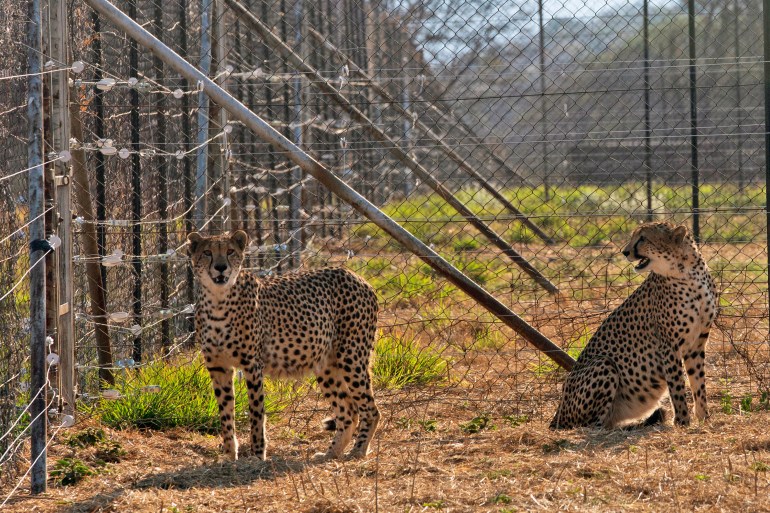 South African cheetahs