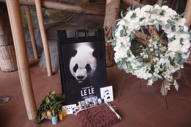 A memorial sits in the day house of Le Le, a Giant Panda that passed away earlier this year at the Memphis Zoo Saturday, April 8, 2023, in Memphis, Tenn. [Karen Pulfer Focht/AP]