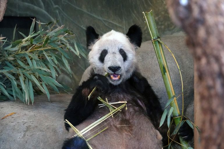 Ya Ya, a giant panda at the Memphis Zoo, eats bamboo, April 8, 2023, in Memphis, Tenn. Ya Ya began its trip to China on Wednesday, April 26, from the Memphis Zoo, where it has spent the past 20 years as part of a loan agreement. [Karen Pulfer Focht/AP]