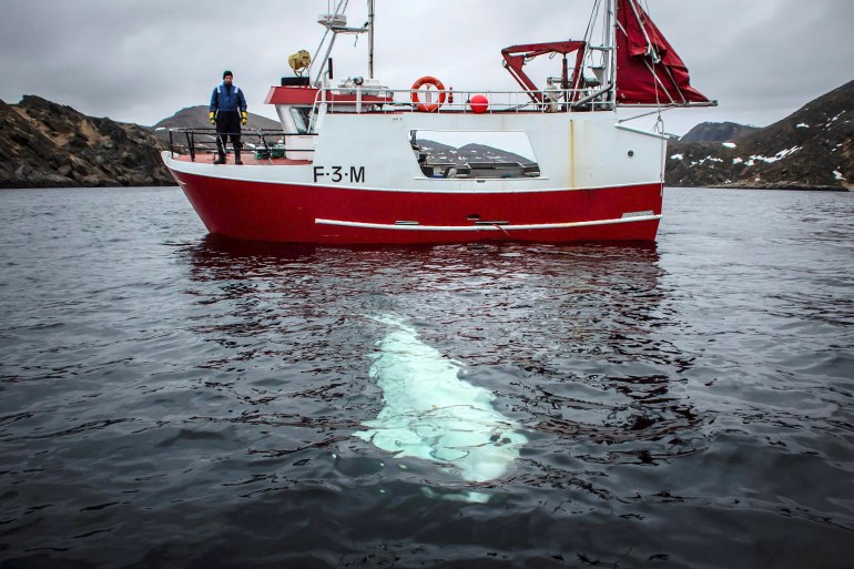 A white beluga whale wearing a harness is seen next to a fishing boat off the coast of northern Norway, April 29, 2019. Jorgen Ree Wiig/Sea Surveillance Service/Handout/NTB Scanpix via REUTERS ATTENTION EDITORS - THIS IMAGE WAS PROVIDED BY A THIRD PARTY. NORWAY OUT. NO COMMERCIAL OR EDITORIAL SALES IN NORWAY. MANDATORY CREDIT