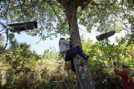 A member of the Ogiek forest community climbs a tree to extract honey from beehives, inside the Eburru forest reserve in Kenya on January 28, 2021